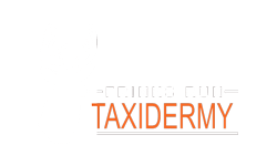 Frinks Run Taxidermy 